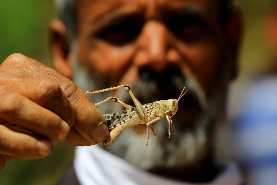 Desert locusts swarm India's crops