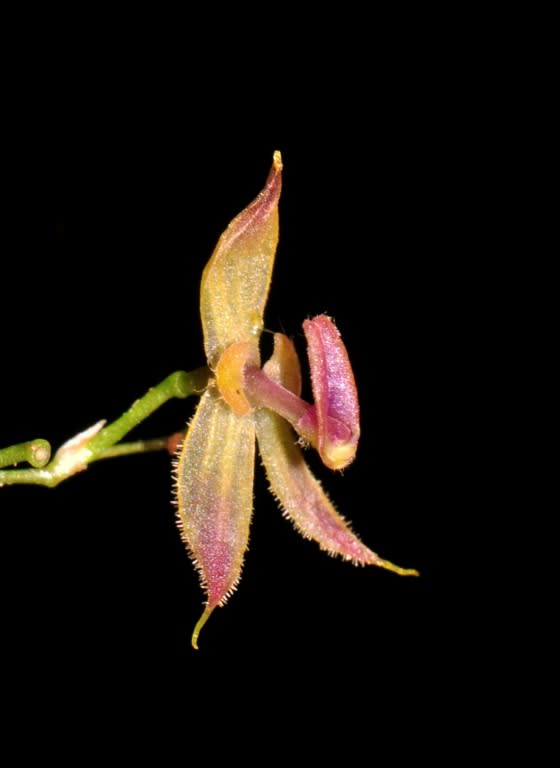 The orchid was given the name "Andinia tingomariana" by the US Department of Biologicial and Ecological Organisms in honor of the protected natural area where it was discovered