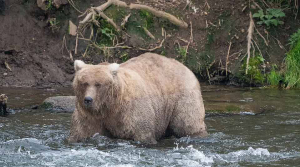 Grazer was crowned this year’s Fat Bear (F. Jimenez/NPA Photo)