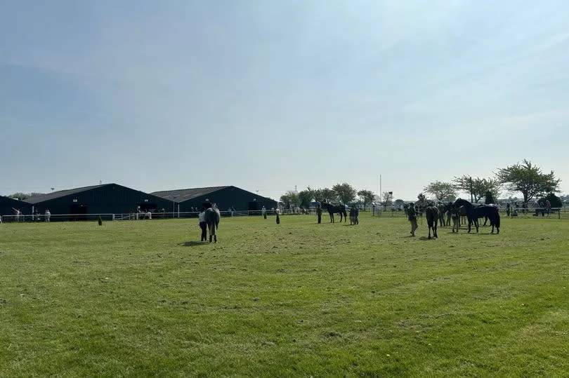 General view of some of the horses competing