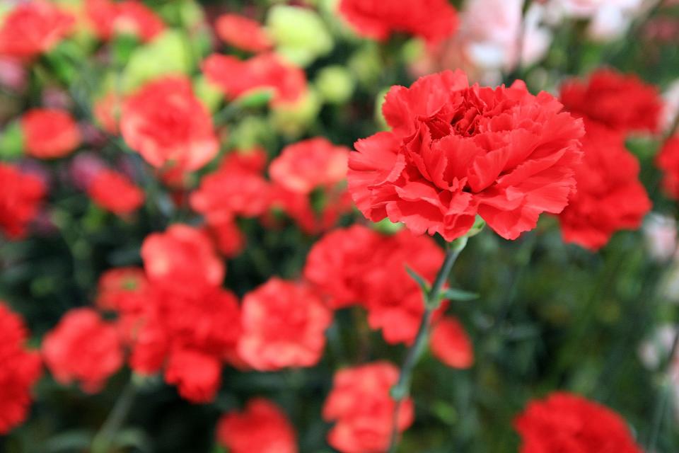 The red carnation is Ohio's state flower.