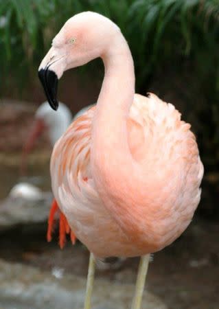 A Chilean flamingo named Pinky is pictured in Busch Gardens, in Tampa Bay, Florida in this undated handout photo. Busch Gardens Tampa Bay/Handout via REUTERS