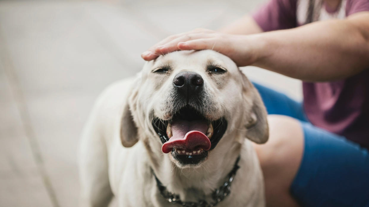  Hand stroking a white dog. 