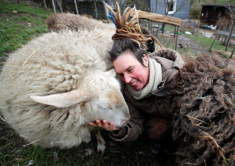 Sheep cuddling in Hattingen near Wuppertal