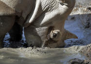 <p>Loulou, a white rhinoceros, buries here horn in the mud to keep cool at the Phoenix Zoo, June 19, 2017, in Phoenix, Ariz. (Matt York/AP) </p>