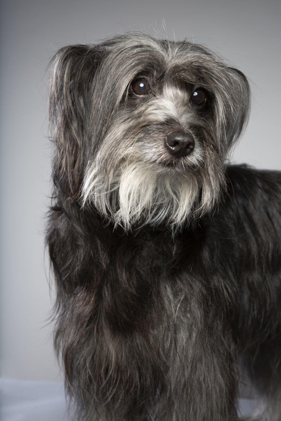 pyrenean shepherd with long black and gray coat looking away in studio shot