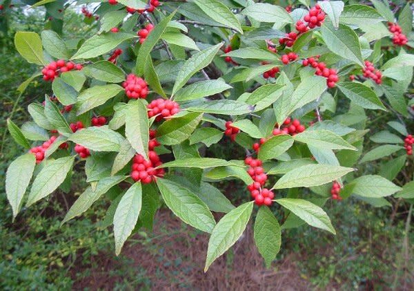 winterberry_phixr-e1397394863879.jpg