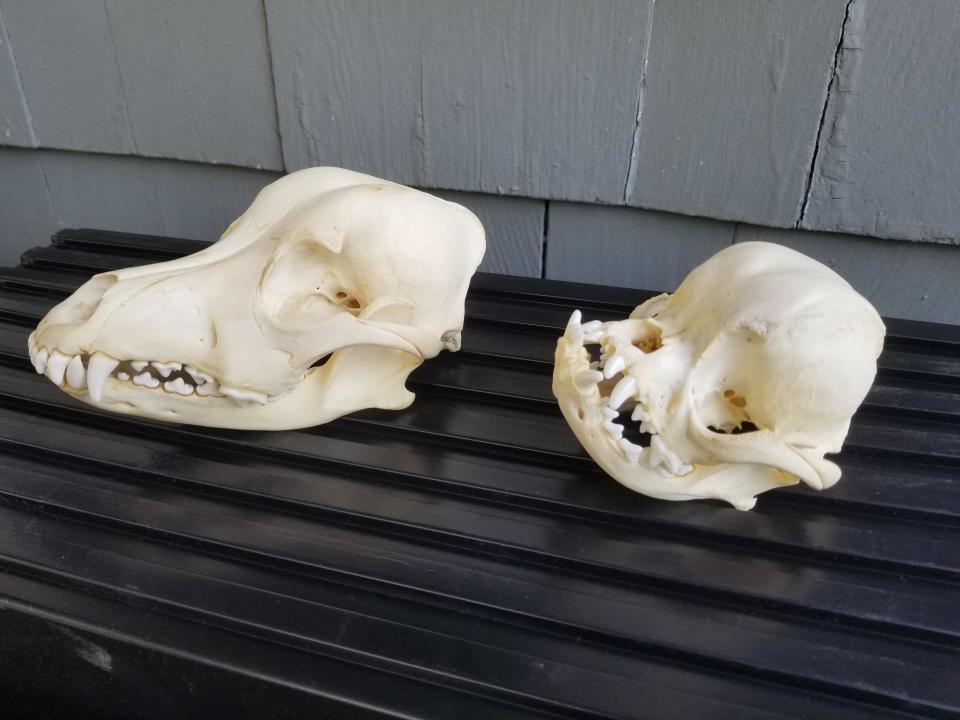 Two animal skulls, one larger and elongated on the left, the other smaller and rounder on the right, placed on a ribbed surface against a gray background