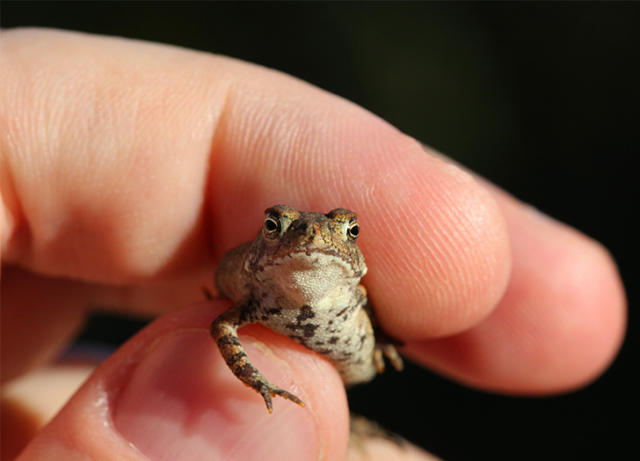 mini frogs ribbit parents 200｜TikTok Search