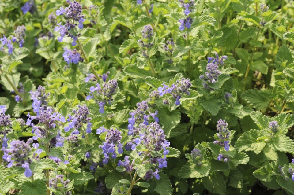 blue catmint, okayama prefecture, honshu, japan