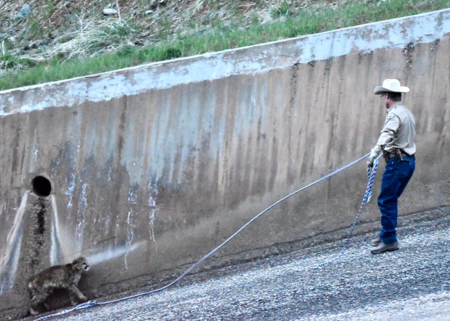 A yearling mountain lion stands next to a rope as CPW tries to rescue it from a dam spillway.