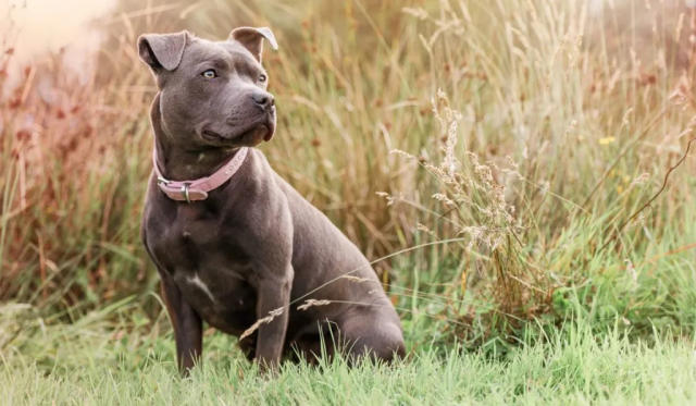 5 Types of Pit Bull Dog Breeds