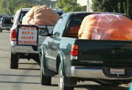 HALF MOON BAY, CA - OCTOBER 11: Trucks loaded with giant pumpkins line up before the start of the 37th Annual Safeway World Championship Pumpkin Weigh-Off on October 11, 2010 in Half Moon Bay, California. Ron Root of Citrus Heights, California won the competition with a 1,535 pound pumpkim and took home $9,210 in prize money equal to $6 a pound. (Photo by Justin Sullivan/Getty Images)