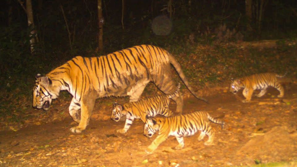 The new research found photo-capture records of 67 tiger cubs between 2013 and 2023 — a positive sign the population is breeding, and growing. - Thailand Department of National Parks, Wildlife and Plant Conservation/WCS Thailand