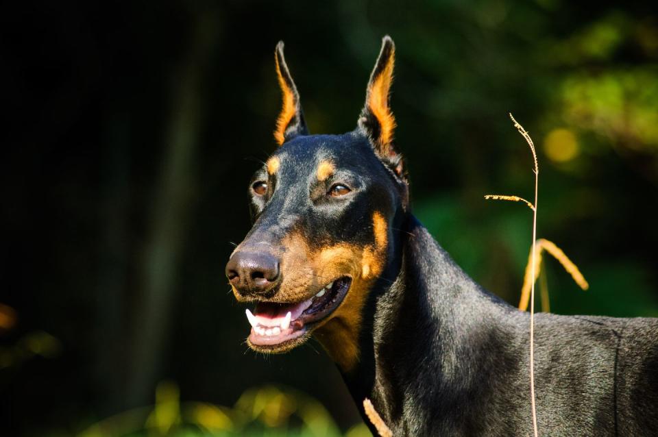 <p>The Doberman, or Doberman Pinscher, was<a href="https://www.akc.org/dog-breeds/doberman-pinscher/" rel="nofollow noopener" target="_blank" data-ylk="slk:a breed created by a German tax collector named Louis Dobermann;elm:context_link;itc:0;sec:content-canvas" class="link "> a breed created by a German tax collector named Louis Dobermann</a> in the late 1800s as a protector to accompany him on his rounds. Known as powerful dogs, they're often trained as police and military dogs, but they make loyal, lovey-dovey family companions. </p><p><strong>Height:</strong></p><ul><li>24 to 28 inches</li></ul><p><strong>Weight:</strong></p><ul><li>60 to 100 pounds</li></ul><p><strong>Life expectancy:</strong></p><ul><li>10 to 12 years</li></ul>