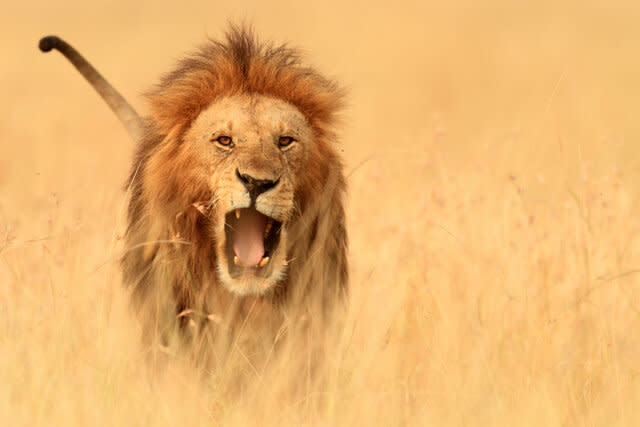 Roaring Lion