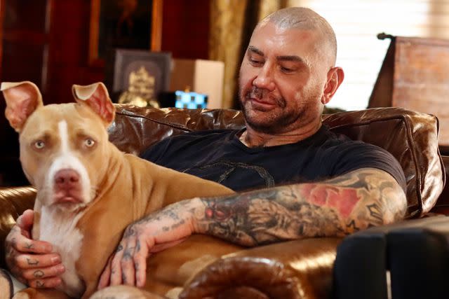 <p>ASPCA</p> Dave Bautista cuddling with one of his four rescue pit bulls