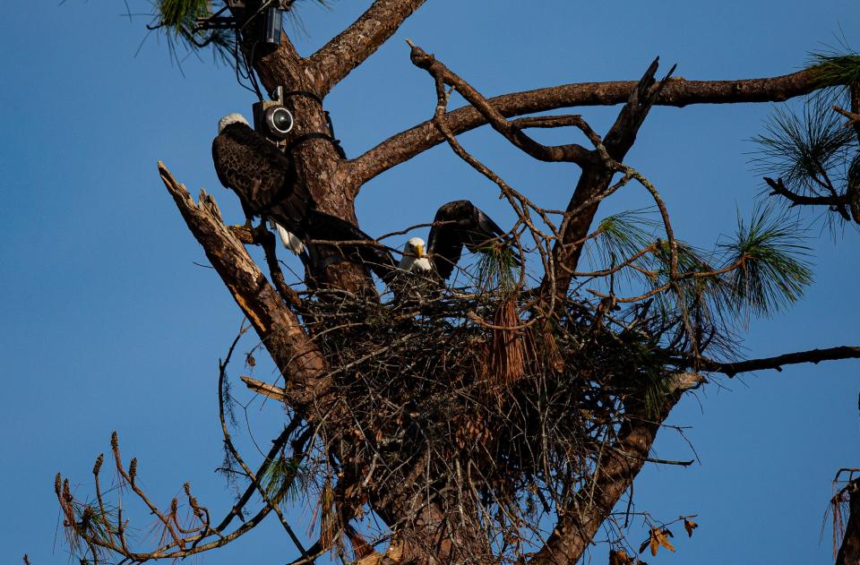 Harriet and M15, the famous bald eagles from the Southwest Florida Eagle Cam are rebuilding their nest after it was destroyed in Hurricane Ian. The whole nest was lost but is being built in the same location. The streaming cameras were damaged so it unknown when it will be back up and running. The couple was seen Tuesday, October 18, 2022 bring nesting material and sticks into the nest. 