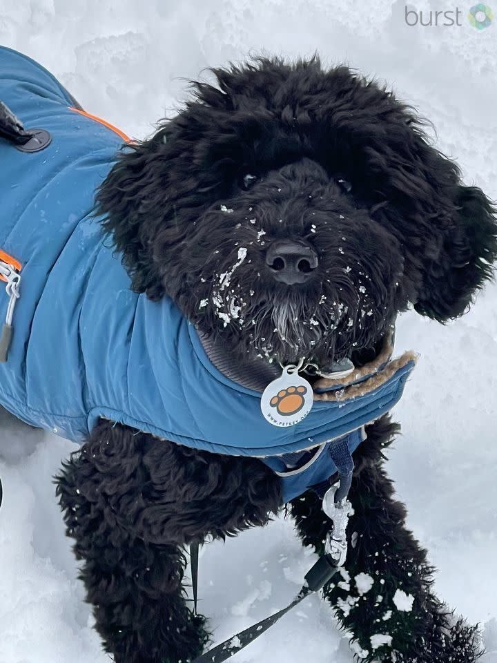 Hazel on first snow day. And she loved it.