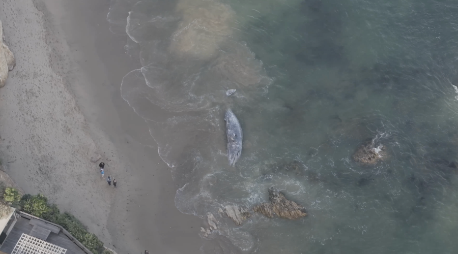 Gray whale washes ashore on Southern California beach