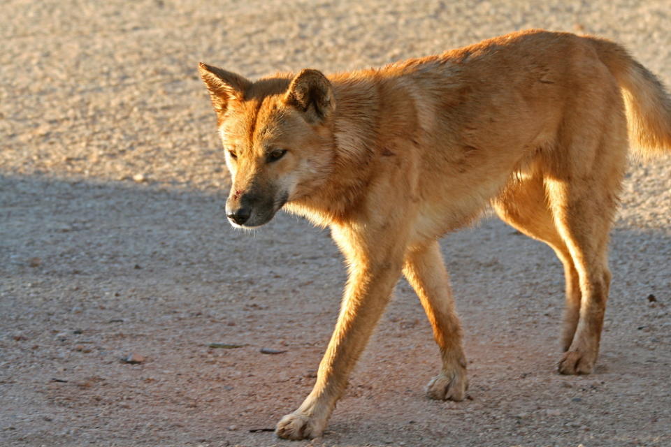 Dingo