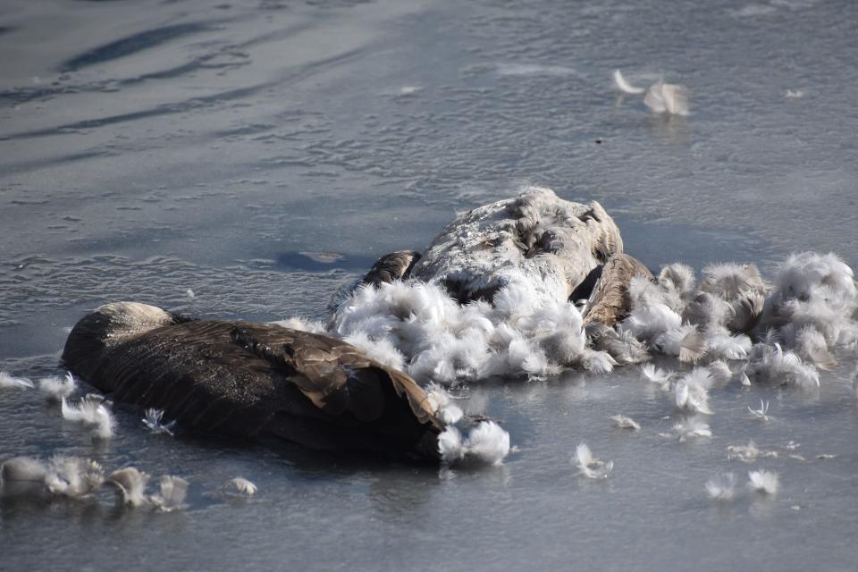 The carcasses of two Canada geese lie on the ice on Sheldon Lake at City Park in Fort Collins on Jan. 10. Wildlife officials suspect highly pathogenic avian influenza has killed geese at the lake.