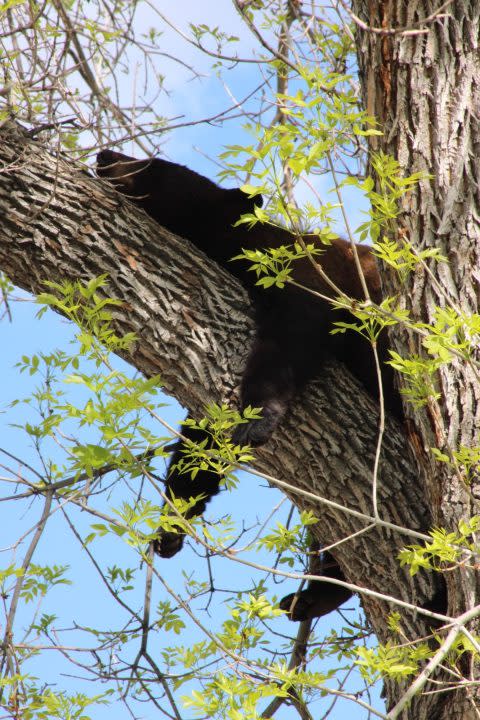 Image of a bear in a tree taken from a drone in Golden