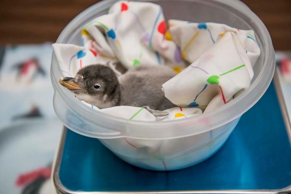 Pepper, a Gentoo penguin, hatched at the Milwaukee County Zoo in December 2022.