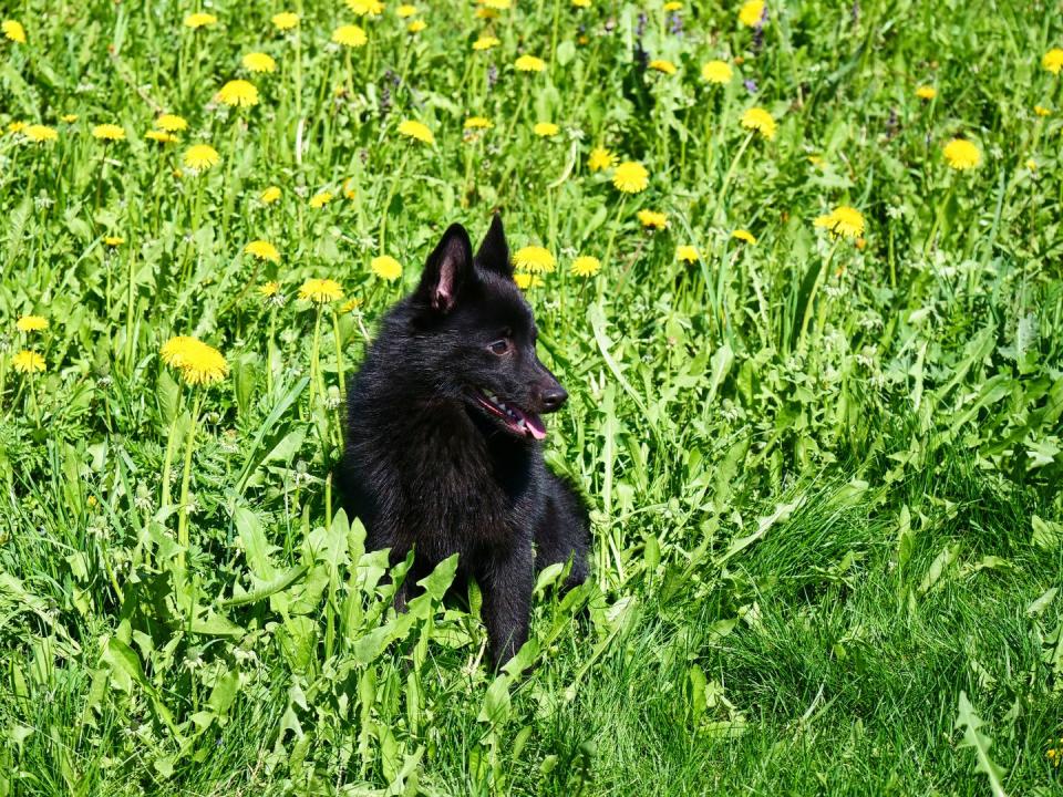 Schipperke