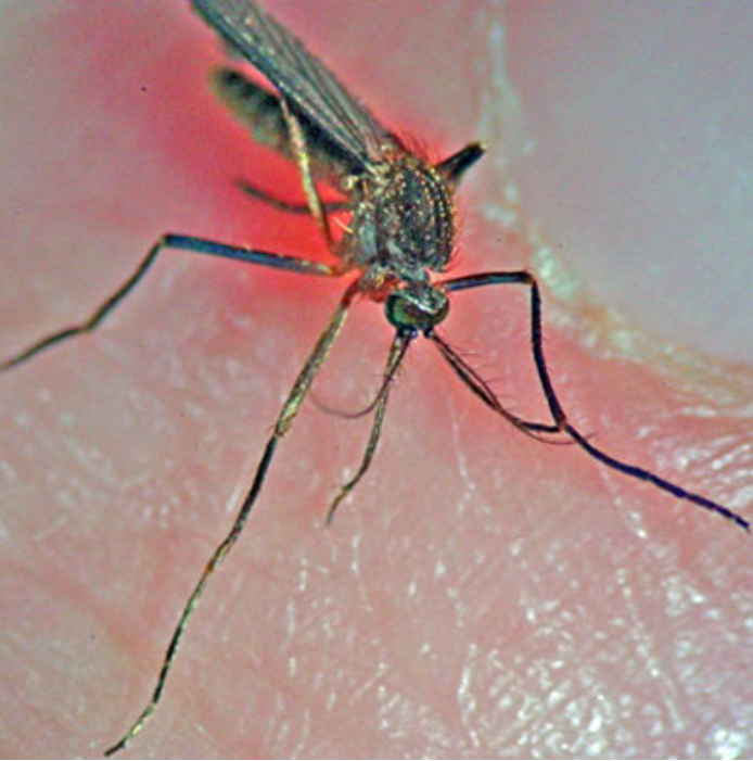 The black-tailed mosquito is the primary carrier of EEE.