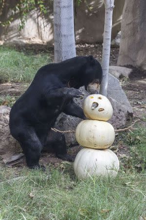 A 34-year-old Malayan sun bear named Dresena is shown in this undated photo released on May 6, 2015. REUTERS/Reid Park Zoo/Handout via Reuters