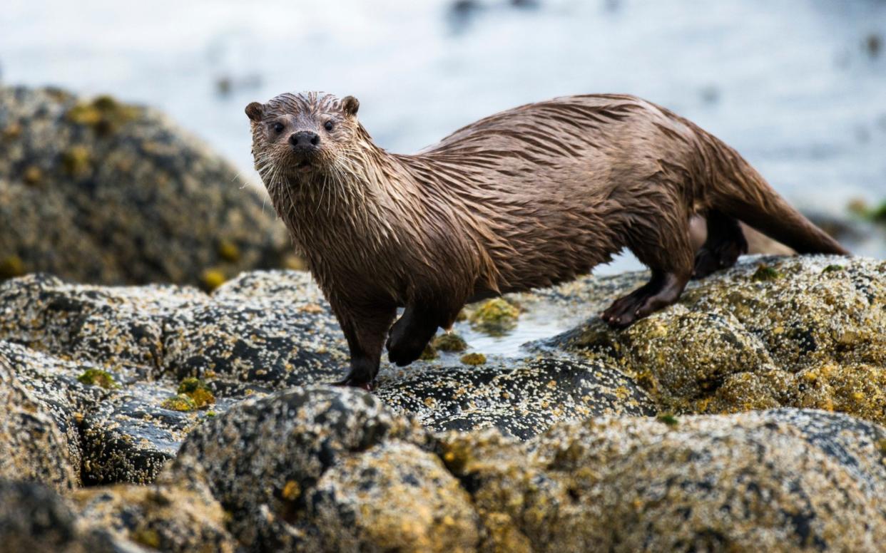 Otters will be given habitat on an old flooding ground - James Warwick