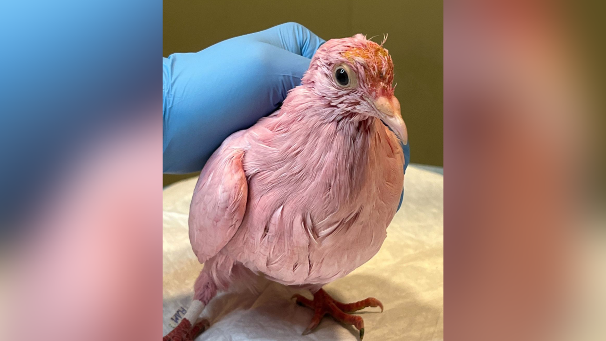 Flamingo, the dove found dyed pink, on the streets of New York City, being treated by the Wild Bird Fund.