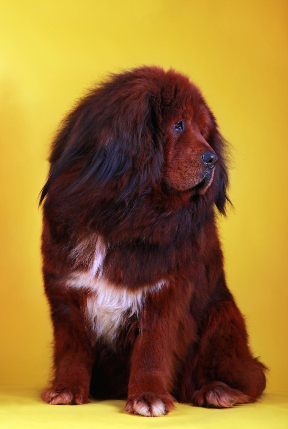 TIBETMASTIFF