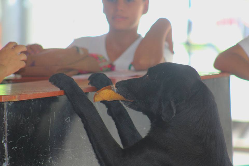 Como Negro no tiene dinero, recoge una hoja del suelo, se va a la tienda y reclama su galleta. Foto. Facebook