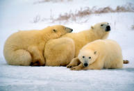 Of all of the wildlife in the Arctic, the polar bear is the most fitting icon for this region. Its amazing adaptation to life in the harsh Arctic environment makes it an impressive species. © Kevin Schafer / WWF-Canon <br> <a href="http://www.worldwildlife.org/what/wherewework/arctic/" rel="nofollow noopener" target="_blank" data-ylk="slk:To learn more visit worldwildlife.org/arctic;elm:context_link;itc:0;sec:content-canvas" class="link ">To learn more visit worldwildlife.org/arctic</a>