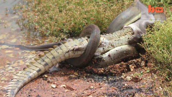 Snake Devours Smaller Snake Alive As Its Tongue Twitches in Weird Video