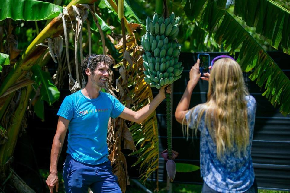 Rane Roatta, de 29 años, y Edelle Schlegel, de 25, fundadores de Miami Fruit, graban un video de plátanos blue java en su granja de Homestead.