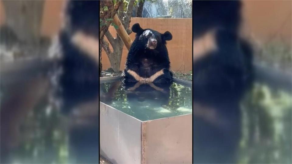 熱！壽山動物園黑熊泡水消暑　可愛坐姿「像工讀生」