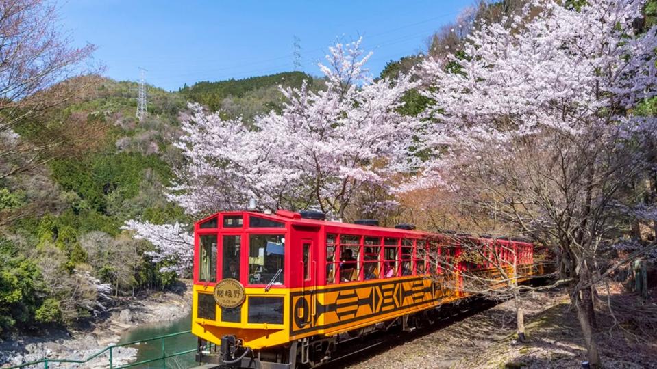 Sagano Romantic Train For Spring in Arashiyama Bus Tour. (Photo: Klook SG)