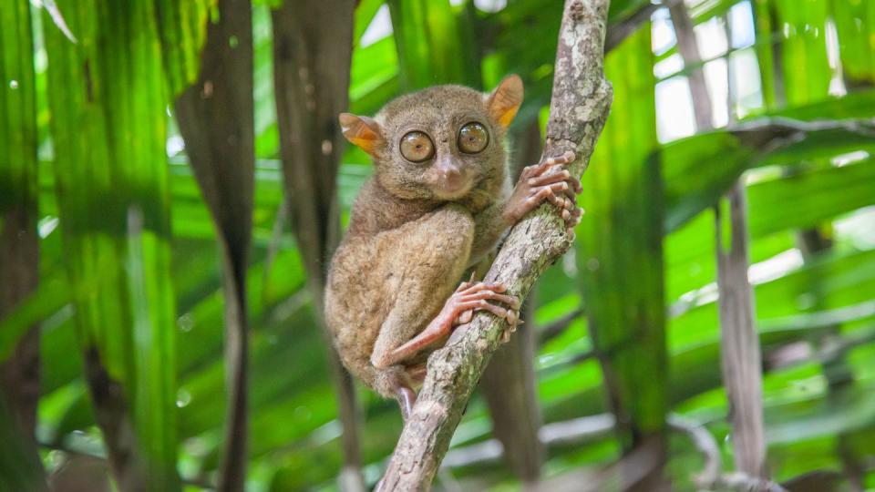 <p>They aren't the smallest primates on the planet, but they are one of the cutest. According to the New England Primate Conservancy, these large eyed creatures only get to be about <a href="https://www.neprimateconservancy.org/philippine-tarsier.html" rel="nofollow noopener" target="_blank" data-ylk="slk:6 inches big and weigh less than half a pound;elm:context_link;itc:0;sec:content-canvas" class="link ">6 inches big and weigh less than half a pound</a>. That's a lot of adorable squished into a tiny package. </p>