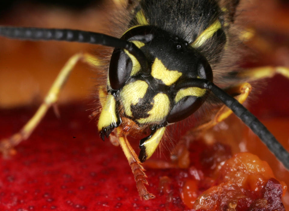 Sie können auch harmlos sein: Eine Wespe beim Naschen an einer Erdbeere. (Bild: AP Photo)