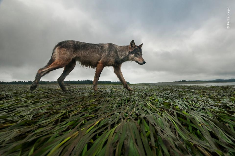 Coastline wolf (Bertie Gregory/Wildlife Photographer of the Year)