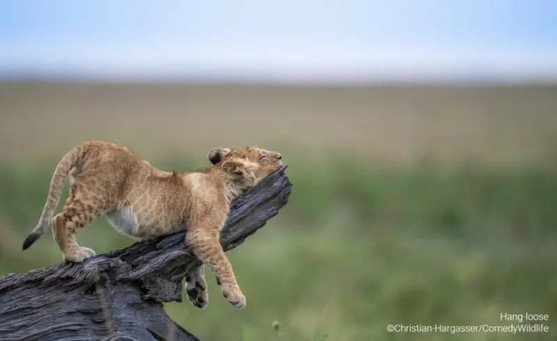 ▲大家早上賴床的共同模樣。（圖／取自Wildlife Photographer of the Year網站）