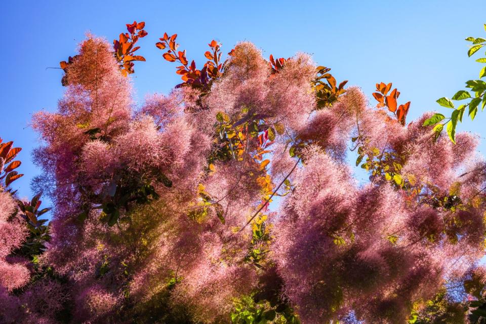 American Smoketree (Cotinus obovatus)