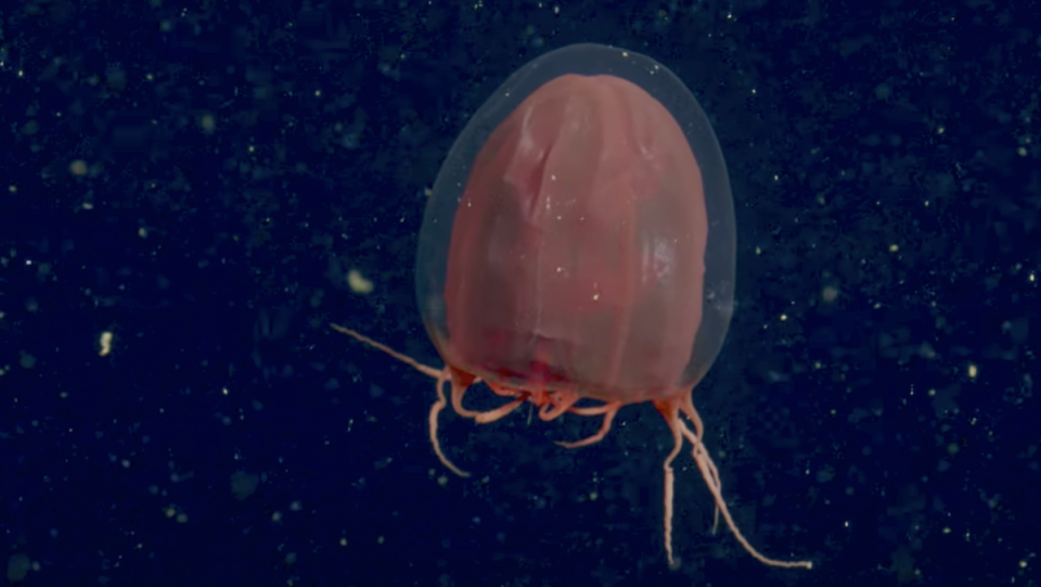 A red paper lantern jelly floats in the deep sea