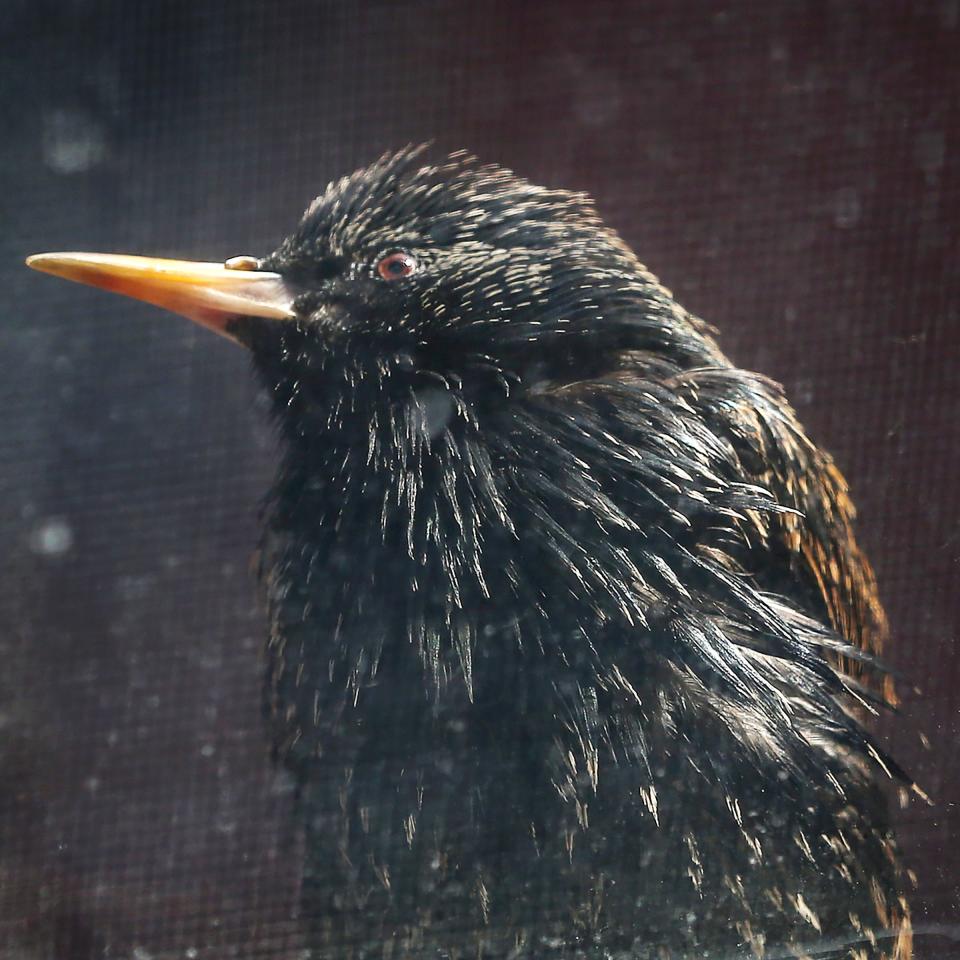 A juvenile European Starlings sits on a window ledge in Rochester.