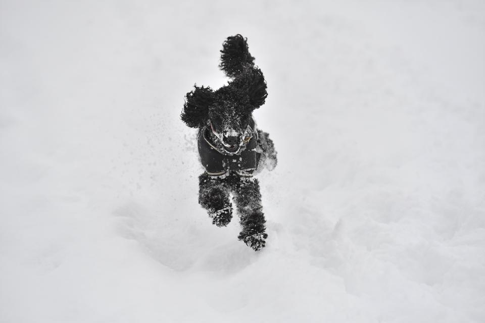 TOPSHOT - A poodle runs in the orchard in the village of Brenchley in southeast England on February 27, 2018. - A blast of Siberian weather dubbed 