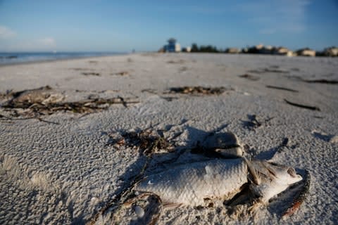 A ‘perfect storm’ of ecological calamity hit the Sunshine State in 2018 - Credit: GETTY