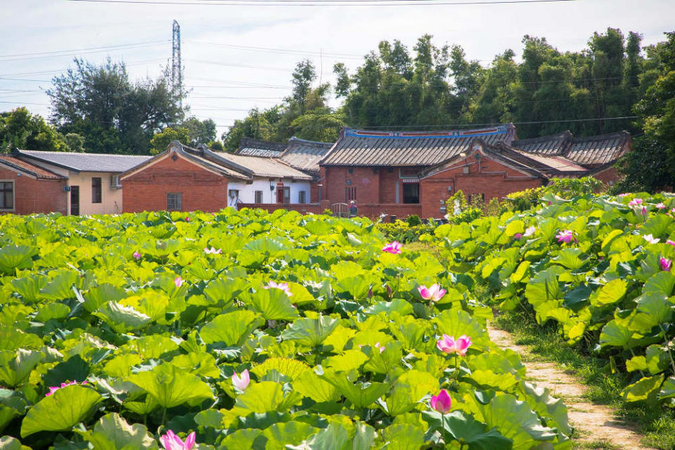 (圖片來源：觀音區蓮花園休閒農業區FB)